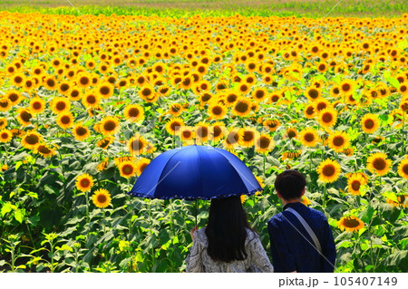 【岡山県】笠岡ベイファームのヒマワリ畑 105407149