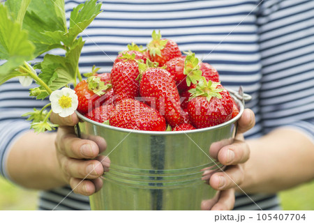 Womans hands are holding a bucket with freshly picked strawberries Womans hands are holding a bucket with freshly picked strawberries 105407704