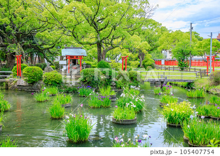初夏の香椎宮　弁財天社　福岡県東区 105407754
