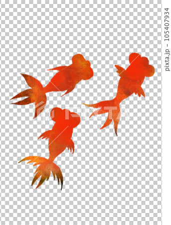 金魚 105407934