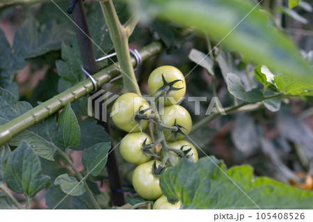 夏、収穫前のトマト＜千葉県/家庭菜園2023年7月＞ 105408526