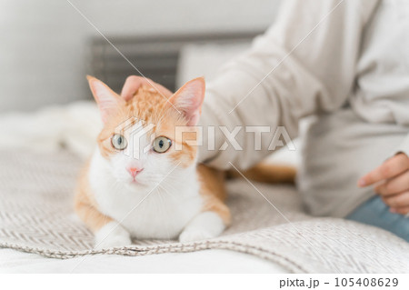 家のベッドルームでペットの猫と遊ぶ女性 家のベッドルームでペットの猫と遊ぶ女性 105408629