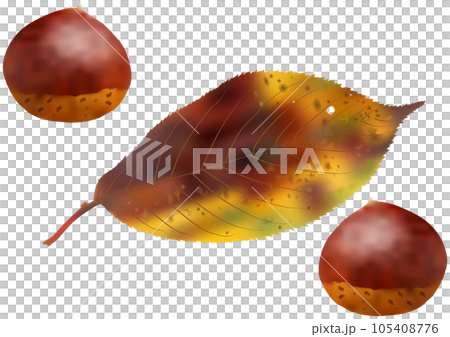 秋天的意象“櫻花葉與秋葉”和“栗子” 秋天的意象“櫻花葉與秋葉”和“栗子” 105408776