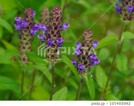 薬用植物ウツボグサの花 105408992