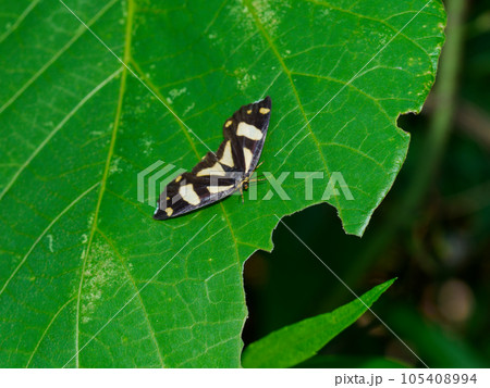 昼行性蛾　黒地に薄黄色の蛾　アゲハモドキ科キンモンガ 105408994