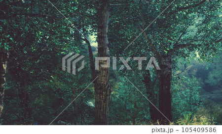 Panoramic view of the majestic evergreen forest in a morning fog Panoramic view of the majestic evergreen forest in a morning fog 105409586