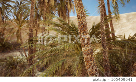 palm trees in the Sahara desert 105409641