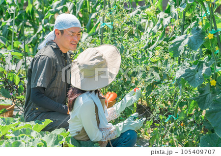 畑で野菜・ミニトマトを収穫する農家・生産者の女性・男性・夫婦（アジア人・日本人・中国人） 105409707