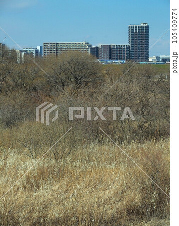 冬枯れの江戸川河川敷越しに見る三郷中央のマンション風景 105409774