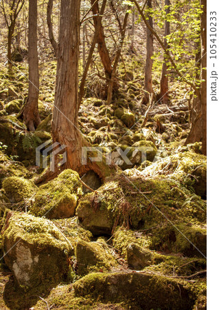 苔むした倒木 苔むした倒木 105410233