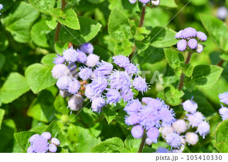 カッコウアザミの花 105410330