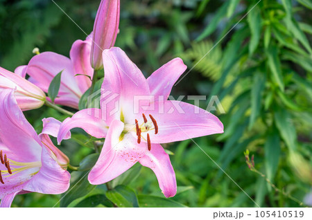 庭に咲いた華やかなピンクカサブランカ 庭に咲いた華やかなピンクカサブランカ 105410519