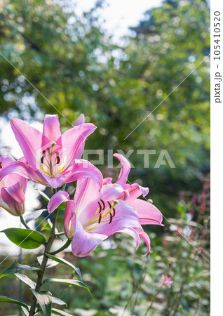 庭に咲いたピンクカサブランカ 庭に咲いたピンクカサブランカ 105410520