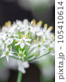 蕎麦の花 蕎麦の花 105410614
