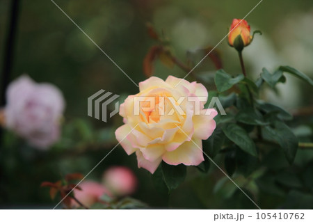 荒尾市 おもやい市民花壇 バラの花、 荒尾市 おもやい市民花壇 バラの花、 105410762