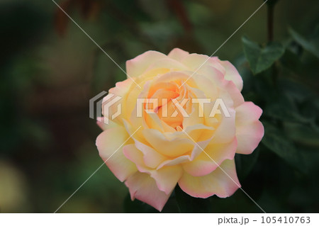 荒尾市 おもやい市民花壇 バラの花、 荒尾市 おもやい市民花壇 バラの花、 105410763