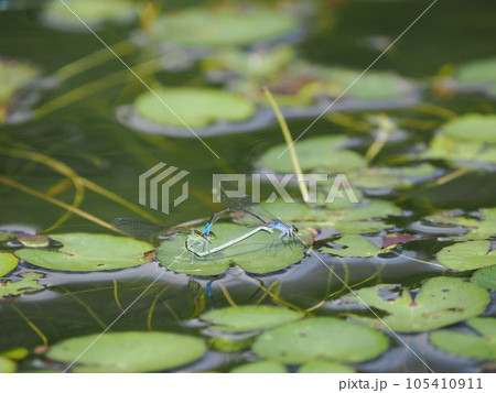可愛いハート型のイトトンボの交尾 可愛いハート型のイトトンボの交尾 105410911