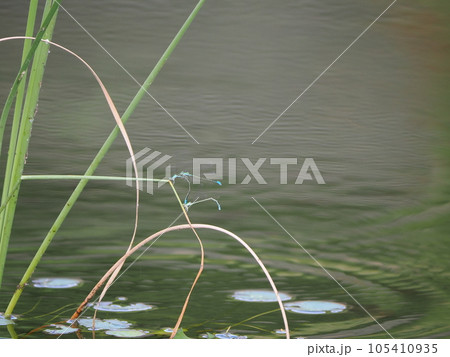 可愛いハート型のイトトンボの交尾 105410935