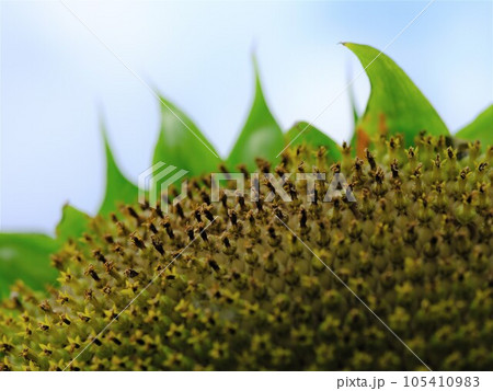 向日葵の花びら散る 105410983