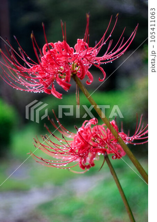 彼岸花001 105411063