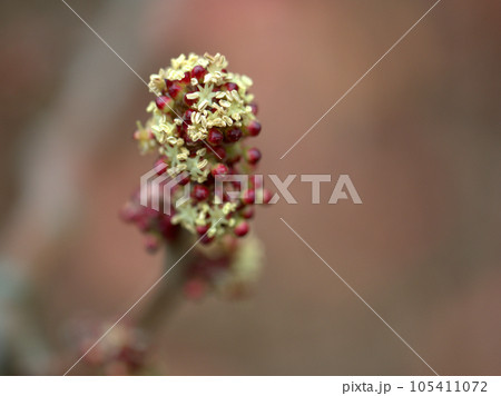 4月に咲いた大葉紅柏（オオバベニガシワ）の雄花 105411072