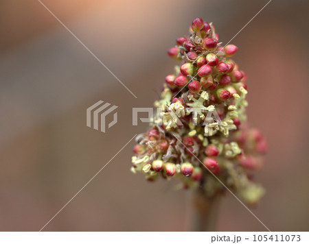 4月に咲いた大葉紅柏（オオバベニガシワ）の雄花 105411073