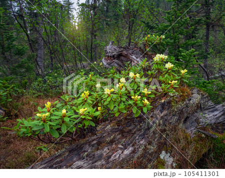 A large beautiful bush of yellow rhododendron bloomed on a falle A large beautiful bush of yellow rhododendron bloomed on a falle 105411301