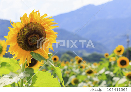 関宿のひまわり畑　 105411365
