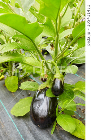 Greenhouse cultivation of organic eggplants, selective focus. Greenhouse cultivation of organic eggplants, selective focus. 105411451