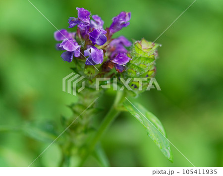 薬用植物ウツボグサの花 薬用植物ウツボグサの花 105411935