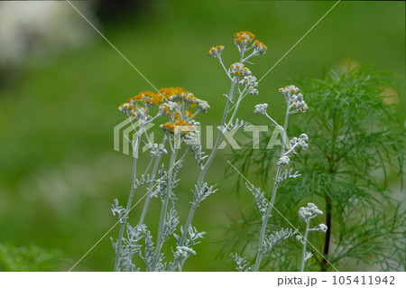 キク科シオン属シロタエギクの花 105411942