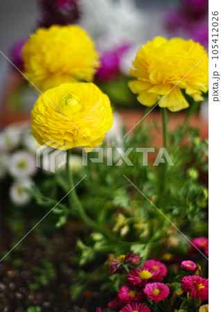 黄色の花のある情景 105412026