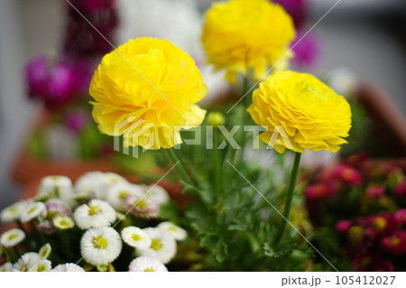 黄色の花のある情景 黄色の花のある情景 105412027