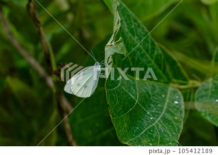 スジグロシロチョウ夏型♂ スジグロシロチョウ夏型♂ 105412189