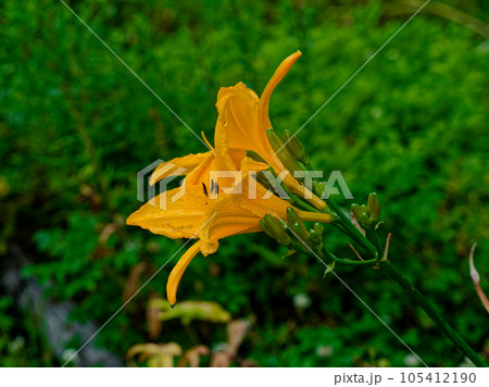 ゼンテイカの花咲く 105412190