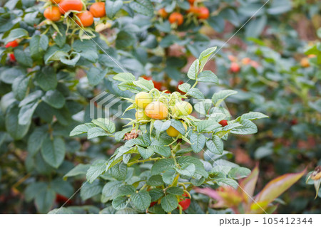 Wild rose hip in organic garden Wild rose hip in organic garden 105412344