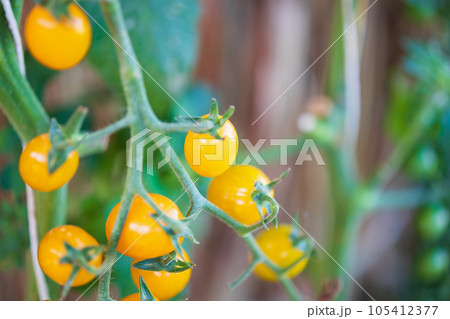 Fresh yellow ripe tomatoes hanging on the vine plant growing in garden 105412377