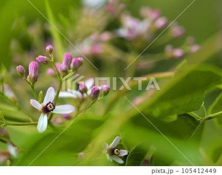 5月に咲いた白い栴檀（センダン）の花 105412449