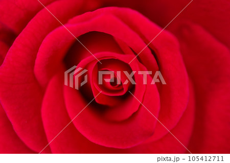 Beautiful red roses flower close up background Beautiful red roses flower close up background 105412711