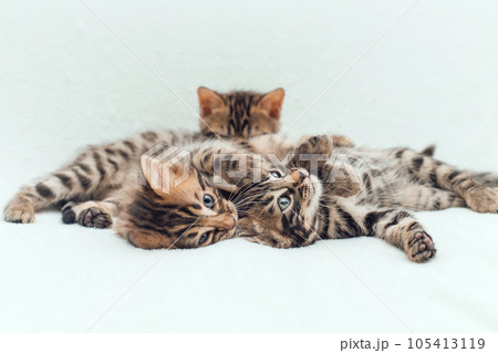 Three cute bengal kittens laying on a furry white blanket. 105413119
