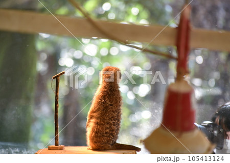 お立ち台にいるミーアキャット お立ち台にいるミーアキャット 105413124