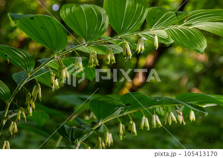 Polygonatum multiflorum, the Solomon's seal, David's harp, ladder-to-heaven or Eurasian Solomon's seal, is a species of flowering plant in the family Asparagaceae 105413170