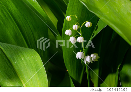 Lily of the Valley flowers Convallaria majalis with tiny white bells. Macro close up of poisonous flowering plant. Springtime herald and popular garden flower Lily of the Valley flowers Convallaria majalis with tiny white bells. Macro close up of poisonous flowering plant. Springtime herald and popular garden flower 105413193