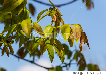 Walnut twig in spring, Walnut tree leaves and catkins close up. Walnut tree blooms, young leaves of the tree in the spring season, nature outdoors 105413216