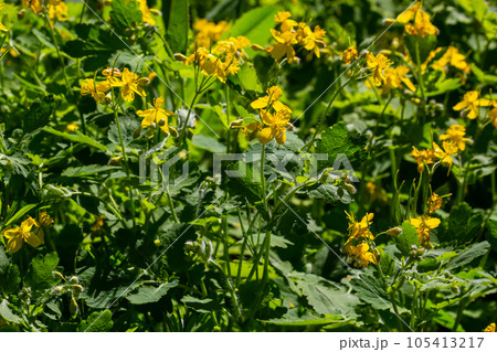 Macro photo of natural yellow flowers of celandine. Background blooming flowers plant celandine 105413217
