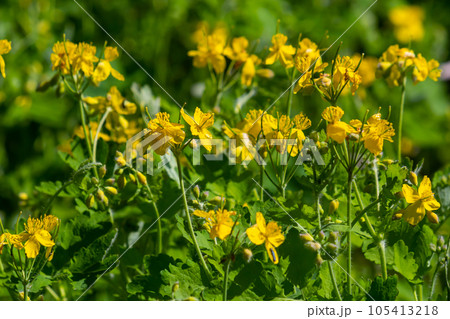 Macro photo of natural yellow flowers of celandine. Background blooming flowers plant celandine 105413218