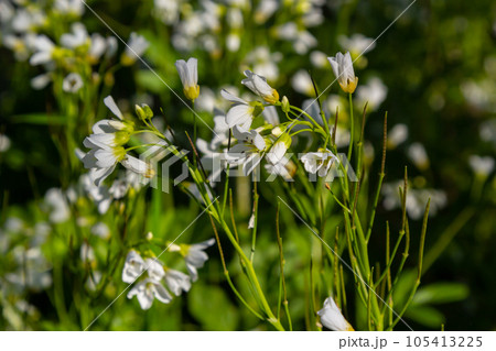 Cardamine amara, known as large bitter-cress. Spring forest. floral background of a blooming plant 105413225