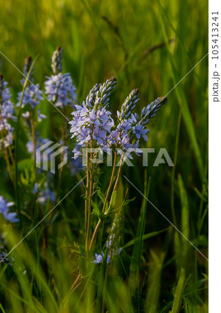 Closeup on the brlliant blue flowers of germander speedwell, Veronica prostrata growing in spring in a meadow, sunny day, natural environment 105413241