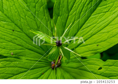 Paris quadrifolia. Flower close-up of the poisonous plant, herb-paris or the knot of true lovers. Blooming grass Paris. Crow's eye or raven eye, poisonous berry in the forest 105413253