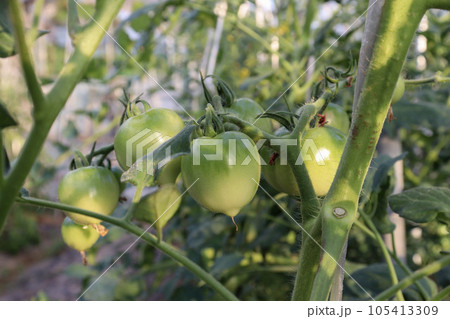 ビニールハウスでのミニトマト(フルティカ)栽培 105413309